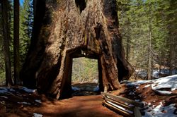 Dead-Giant-Tunnel-Tree-Mural-Wallpaper