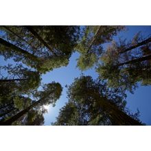 Looking Up - Tuolumne Sequoia Grove Wall Mural