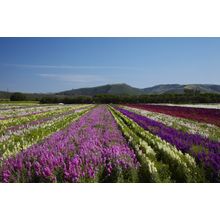 Flower Fields, Lompoc Wall Mural
