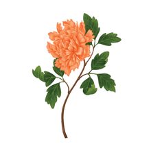 Orange Peony Wall Mural