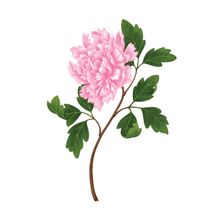 Pink Peony Wall Mural