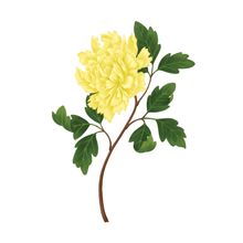 Yellow Peony Wall Mural