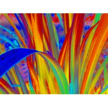 Rainbow Leaves Wall Mural