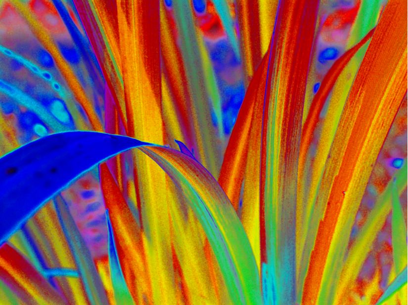 Rainbow Leaves Mural Wallpaper by Alicia Bock Murals Your Way