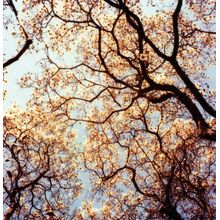 Under The Canopy Wall Mural