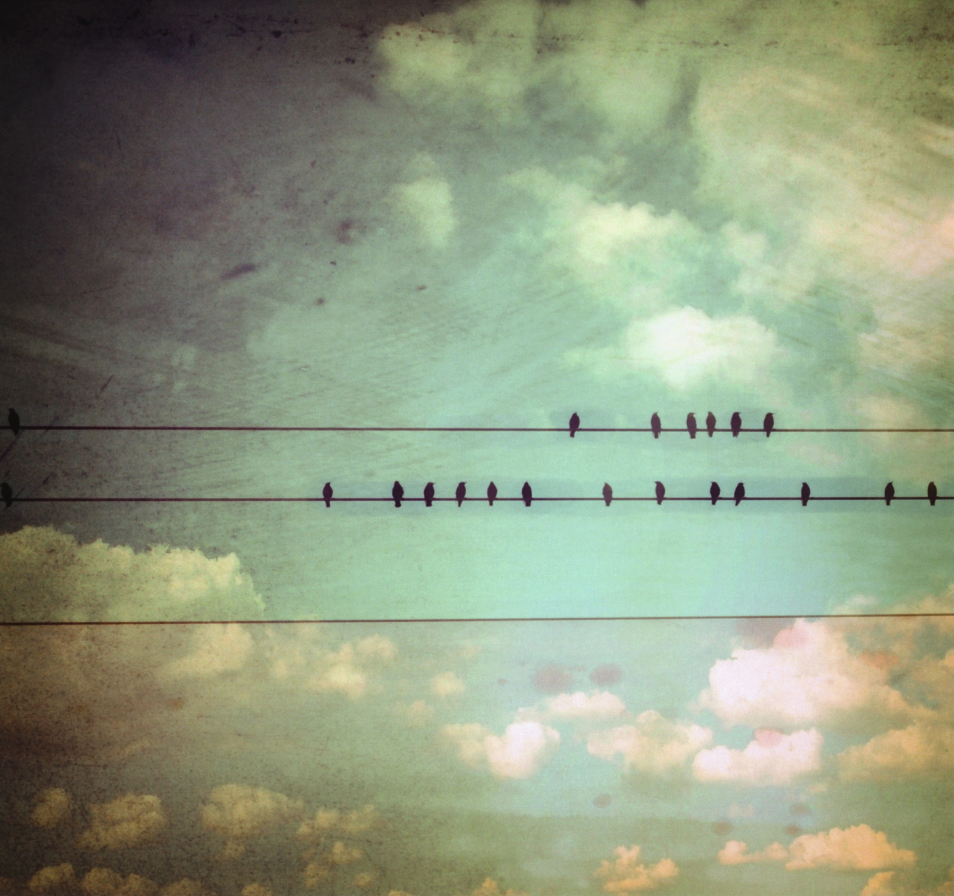Birds on a Utility Line Wall Mural - Murals Your Way