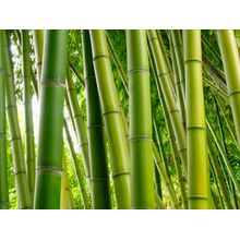 Bamboo Grove Wall Mural
