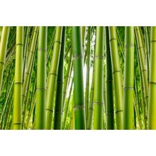Bamboo Serenity Wall Mural