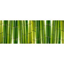 Bamboo - Panoramic Wall Mural