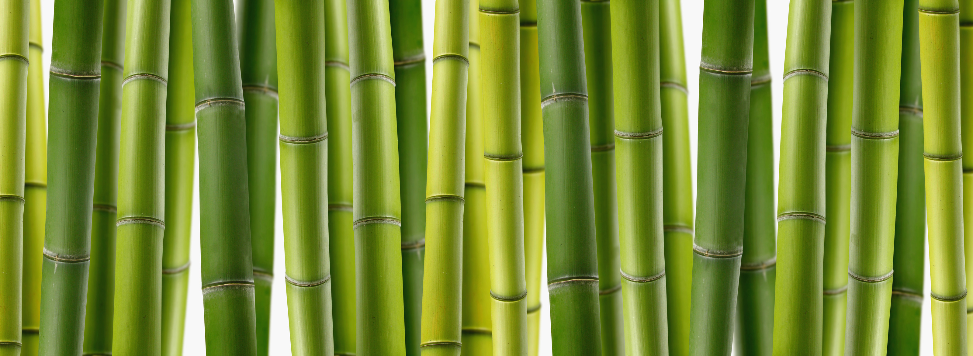 Bamboo-Panoramic Mural - Alan Crosthwaite - Murals Your Way