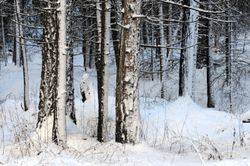 Yosemite-Trees-1-Wallpaper-Mural
