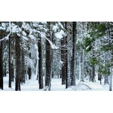 Yosemite Trees Wintery Grip Wall Mural