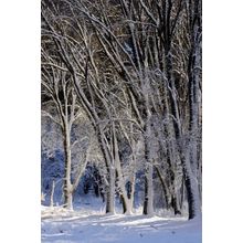 Yosemite Trees 2 Wall Mural