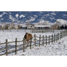 Horse On Bozeman Farm Wall Mural