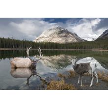 Wildlife At Buller Pond Wall Mural