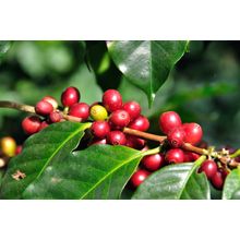 Coffee Beans On Tree Wall Mural