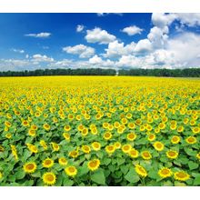 Sunflower Field Wall Mural
