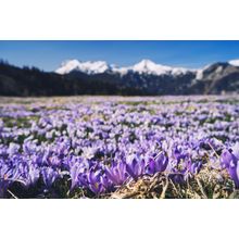 Violet Crocuses In The Meadow Wall Mural