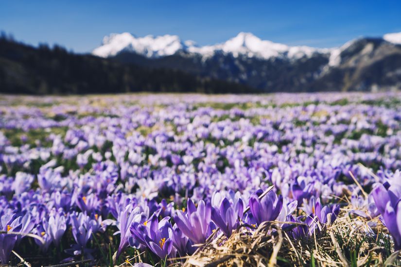 Violet-Crocuses-In-The-Meadow