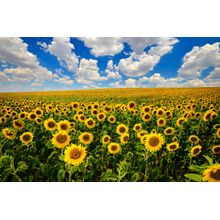 Field Of Blooming Sunflowers Wall Mural