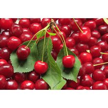 Fresh Cherries Wall Mural