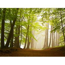 Forest In Spring Covered By Fog Wall Mural