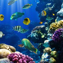 Tropical Fish On A Coral Reef Wall Mural