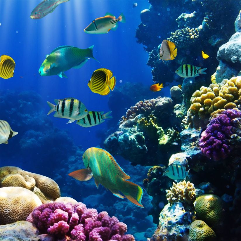 Tropical Fish On A Coral Reef Mural Wallpaper