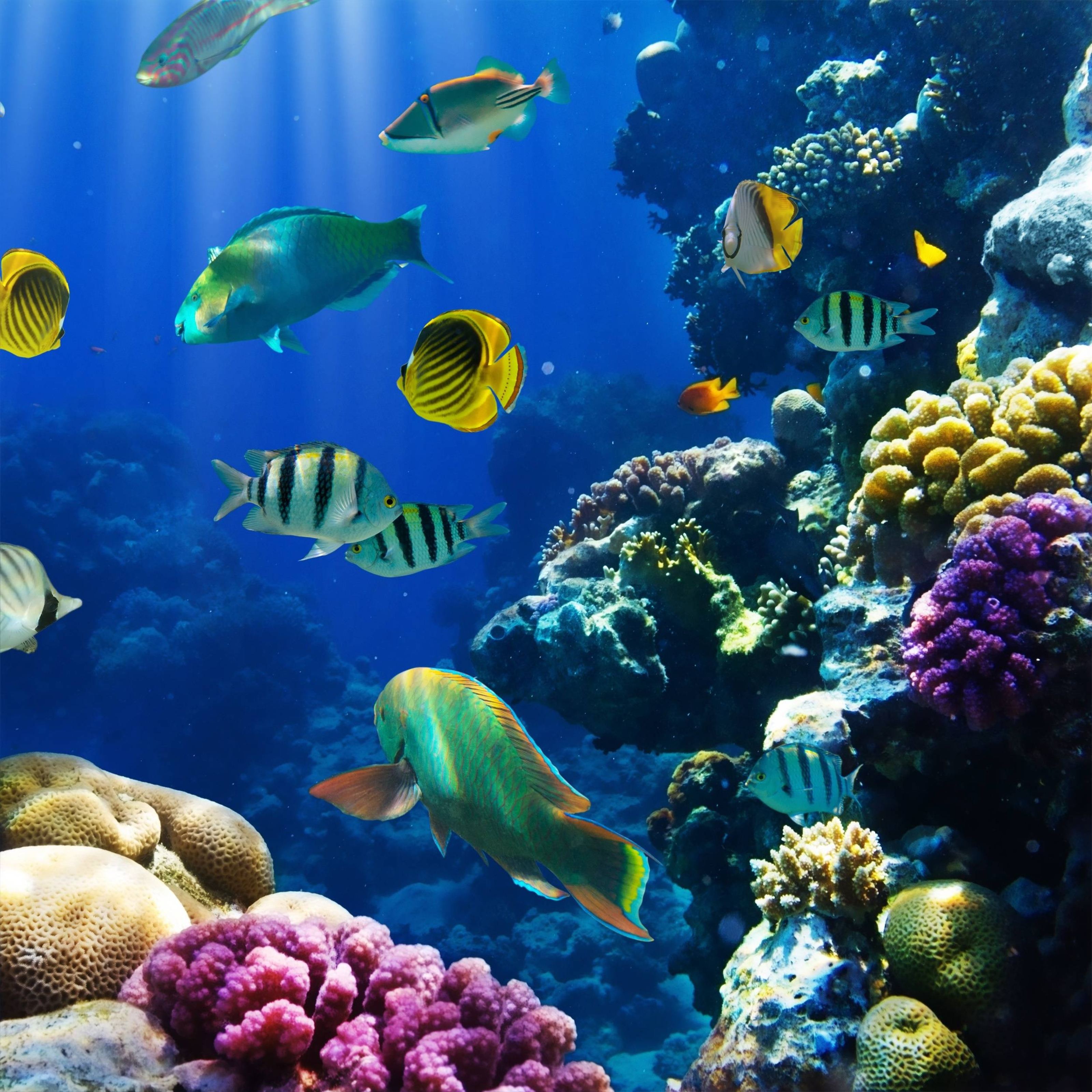 coral reef fish wallpaper