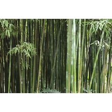 Bamboo Grove Wall Mural