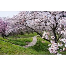 Cherry Blossom Grove Wall Mural