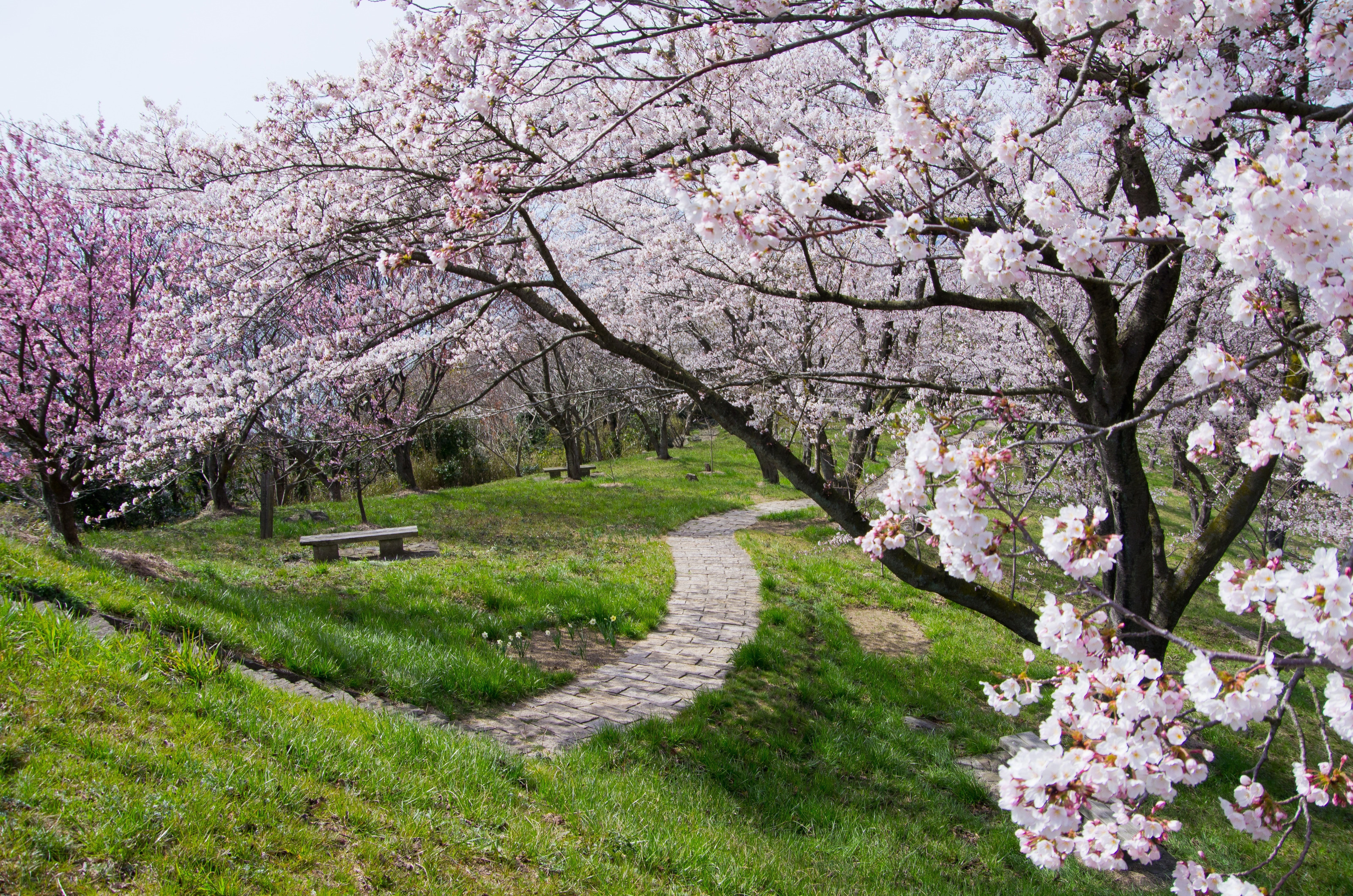 Сакура бассейн. Цветение вишни в Узбекистане. В путь вишня Япония. Цветение вишни в Суздале.