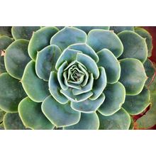 Green Succulent Cactus Flower Wall Mural