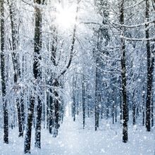 Snowy Winter Forest Wall Mural