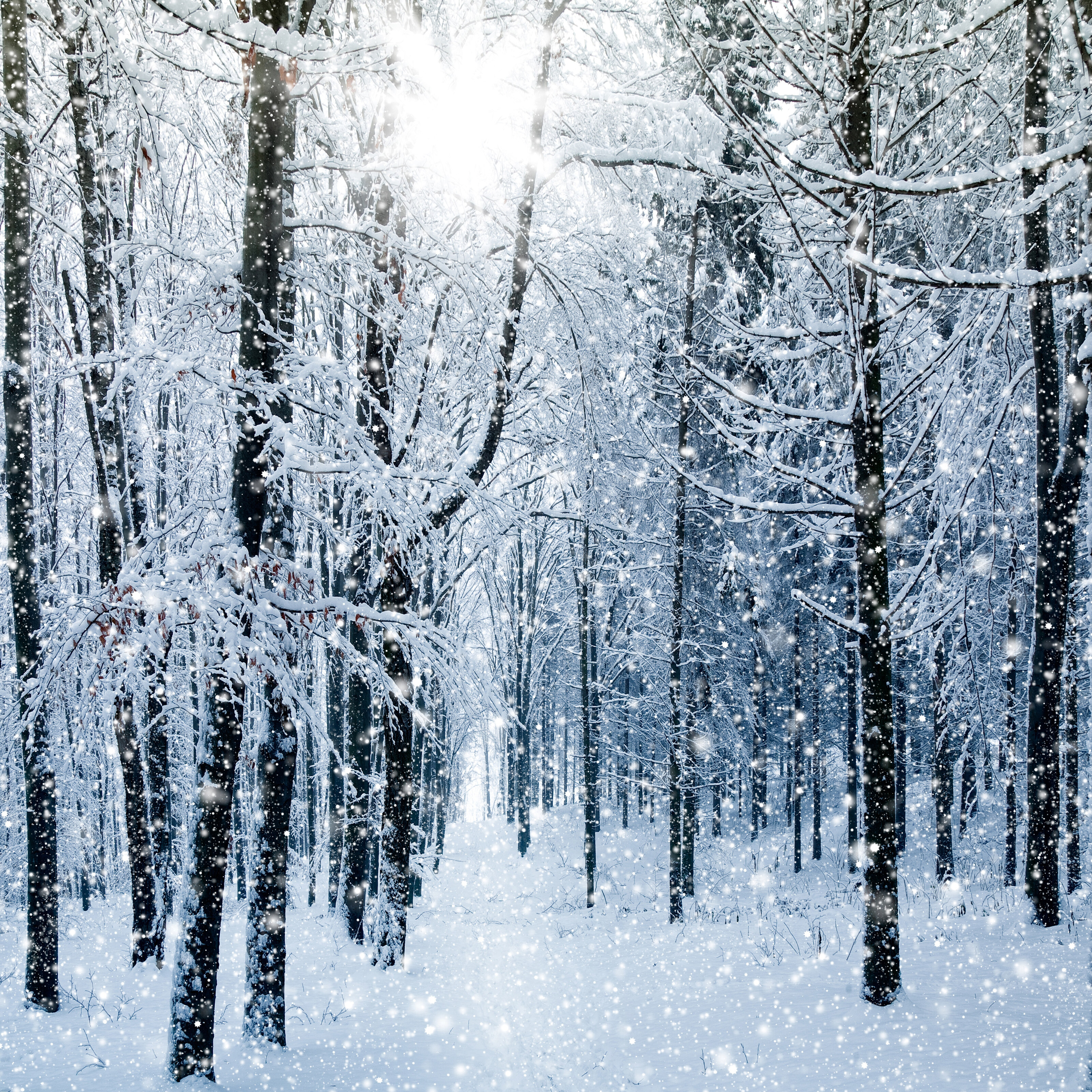 Snowy Winter Forest Mural Wallpaper