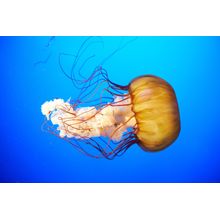 Orange Jellyfish Wall Mural