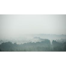 Misty Treetops Wall Mural