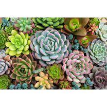 Arrangement of Succulents Wall Mural