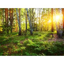 Deep Forest Sunlight Wall Mural