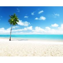 Palm And Beach Wall Mural
