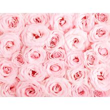 Fresh Pink Roses Wall Mural