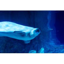 Beluga Whale In Dolphinarium Wall Mural