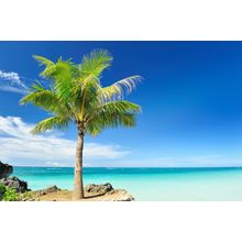 Philippine Palm Tree Wall Mural