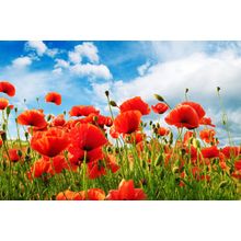 Field Of Poppies Wall Mural