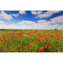 Poppy Flowers Against The Blue Sky Wall Mural