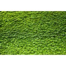 Ivy Covered Wall Wall Mural