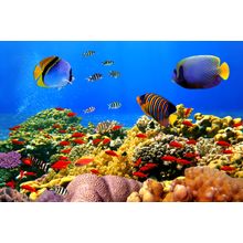 Coral Corral Wall Mural