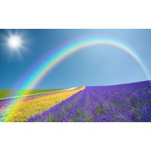 Rainbow Flower Field Wall Mural