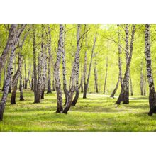 Birchwood Trees In Park Wall Mural