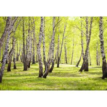 Birchwood Trees In Park Wallpaper Mural